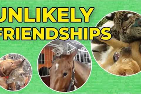 Top 10 Unlikely Animal Friendships