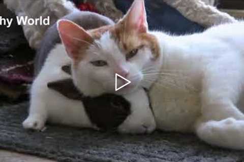 Animal Friendships – Amazing Animal Friends   Unlikely Animal Friendship Videos   YouTube